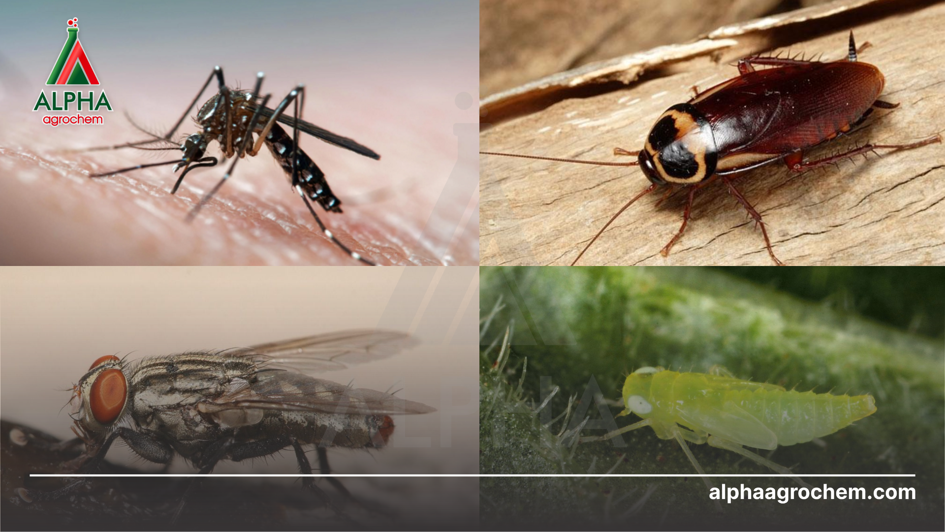 các loài sâu hại 