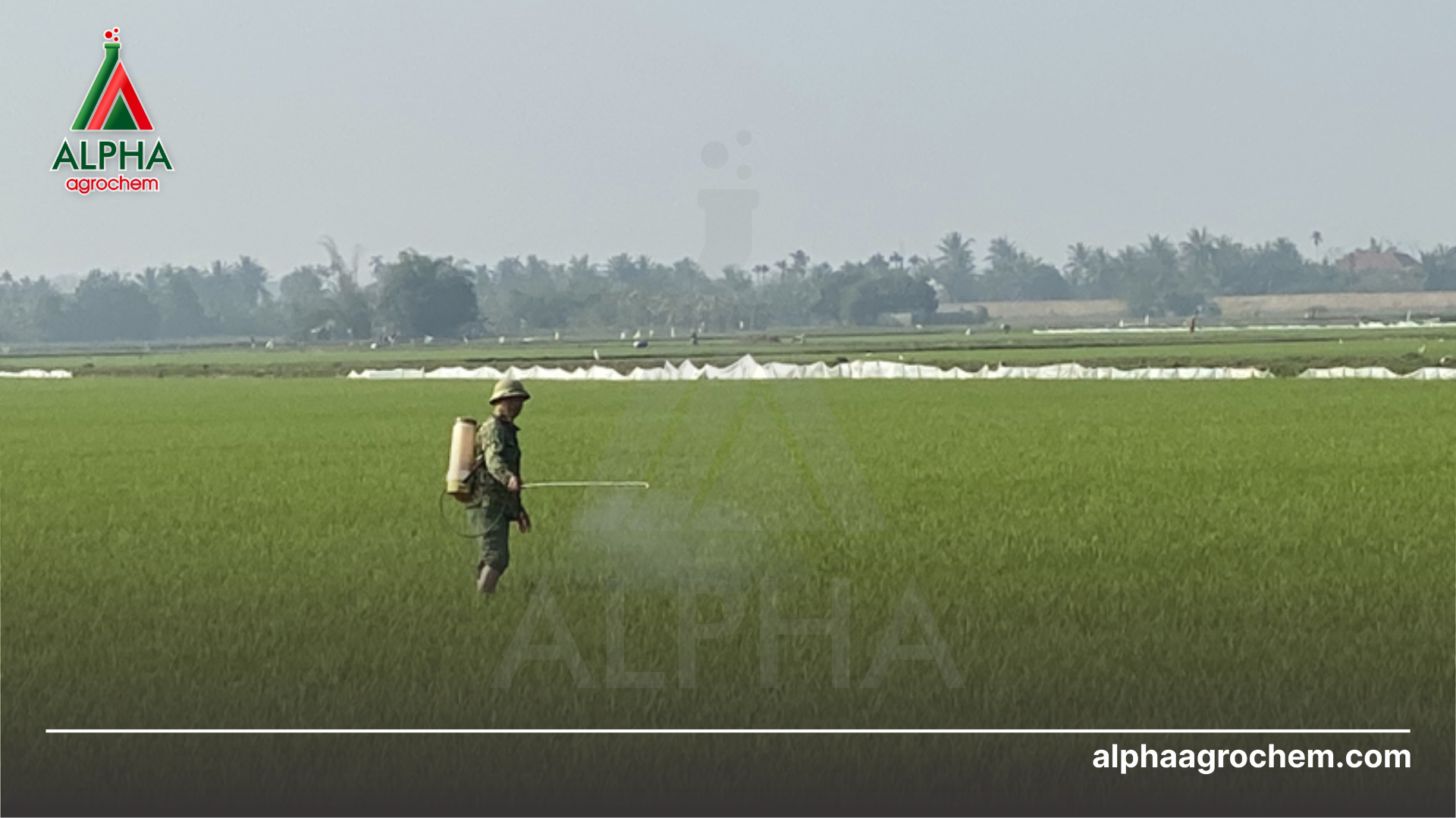 nông dân phun Thuốc trừ sâu JAVIDAN 150SC