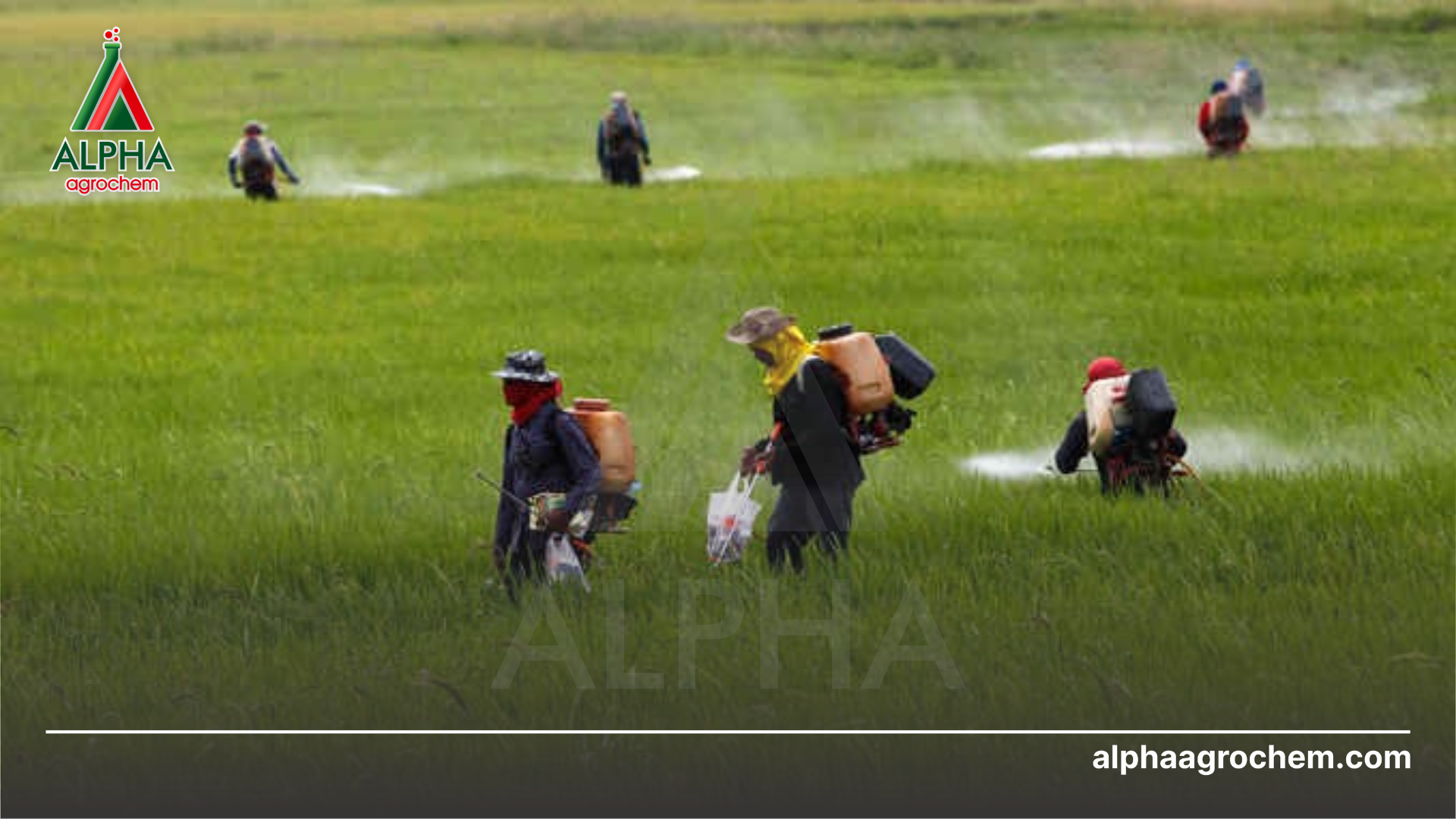 nông dân phun Thuốc trừ sâu RID UP 35WG