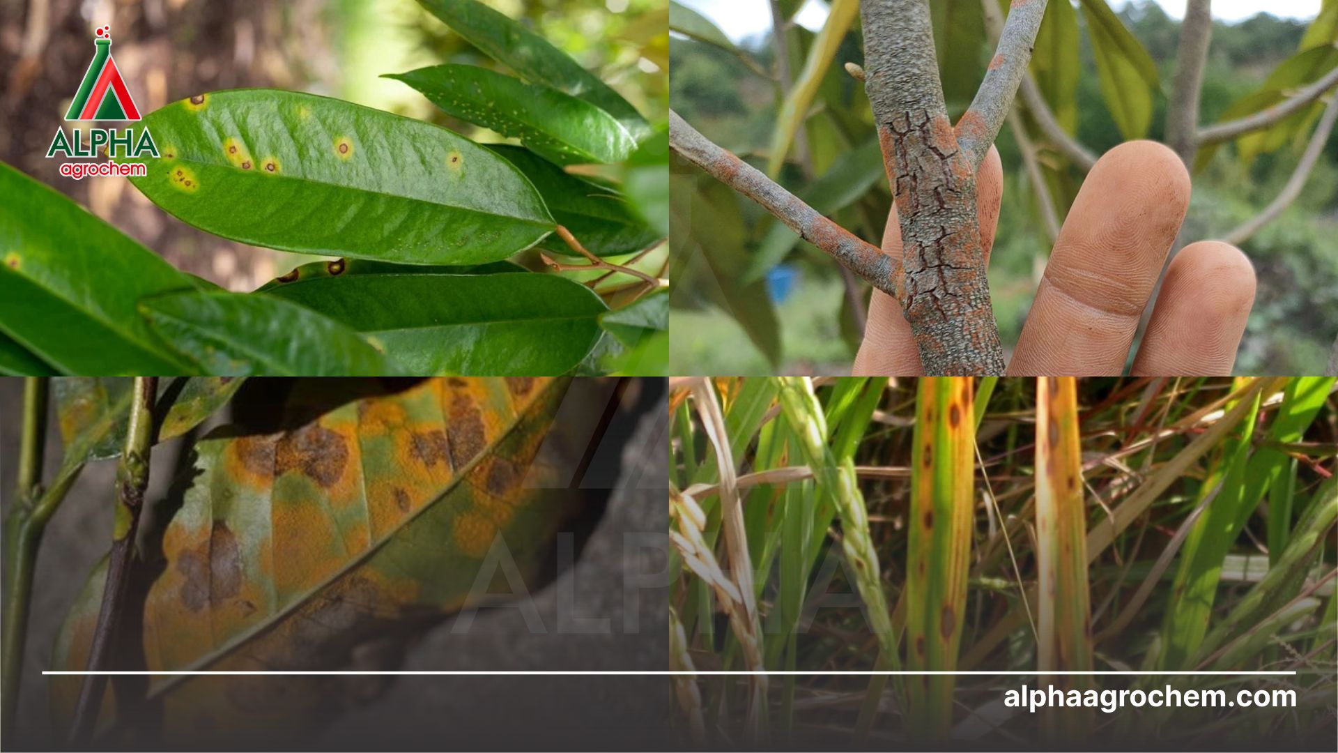 các bệnh hại cây trồng