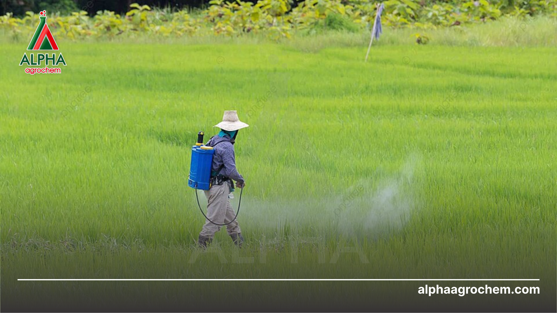 nông dân phun Thuốc trừ sâu BILLADEN 50WG