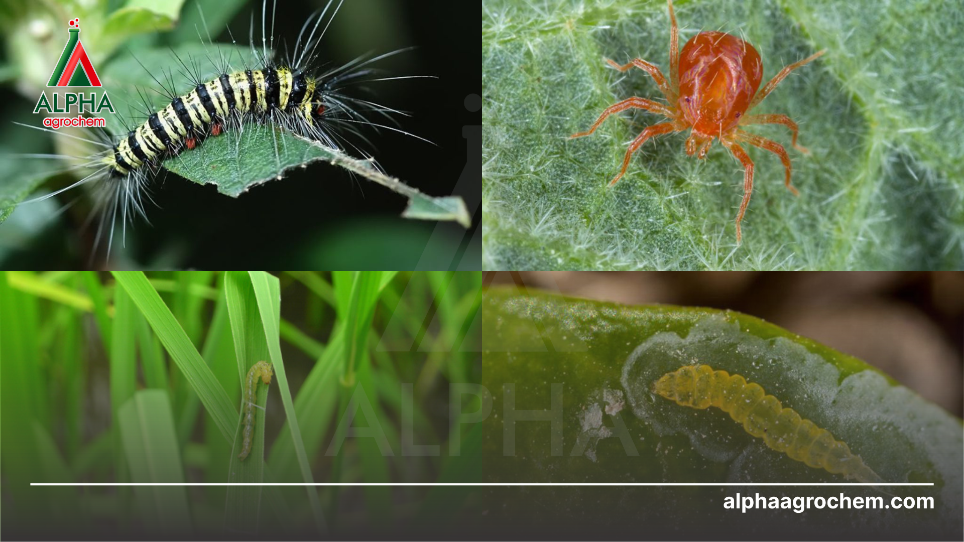các loài sâu hại 