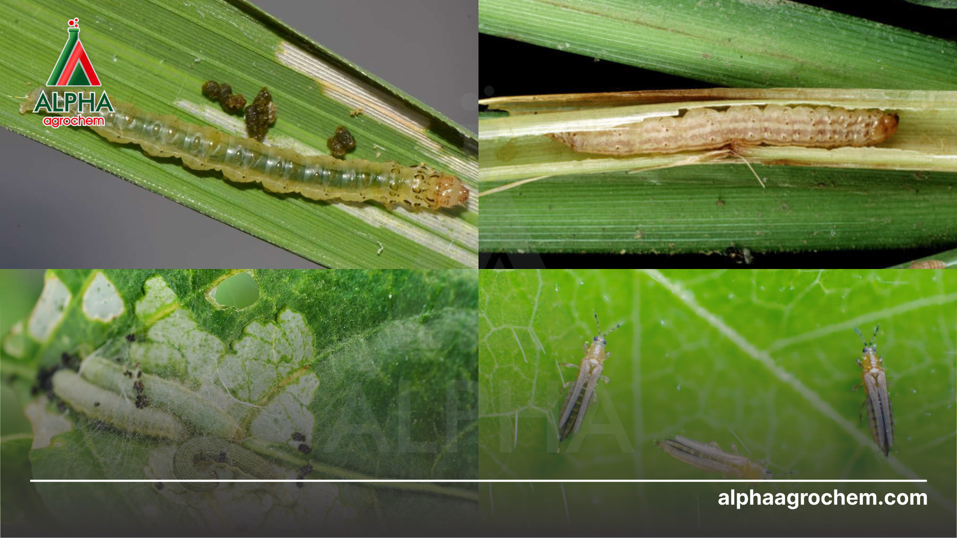 sâu hại cây trồng 