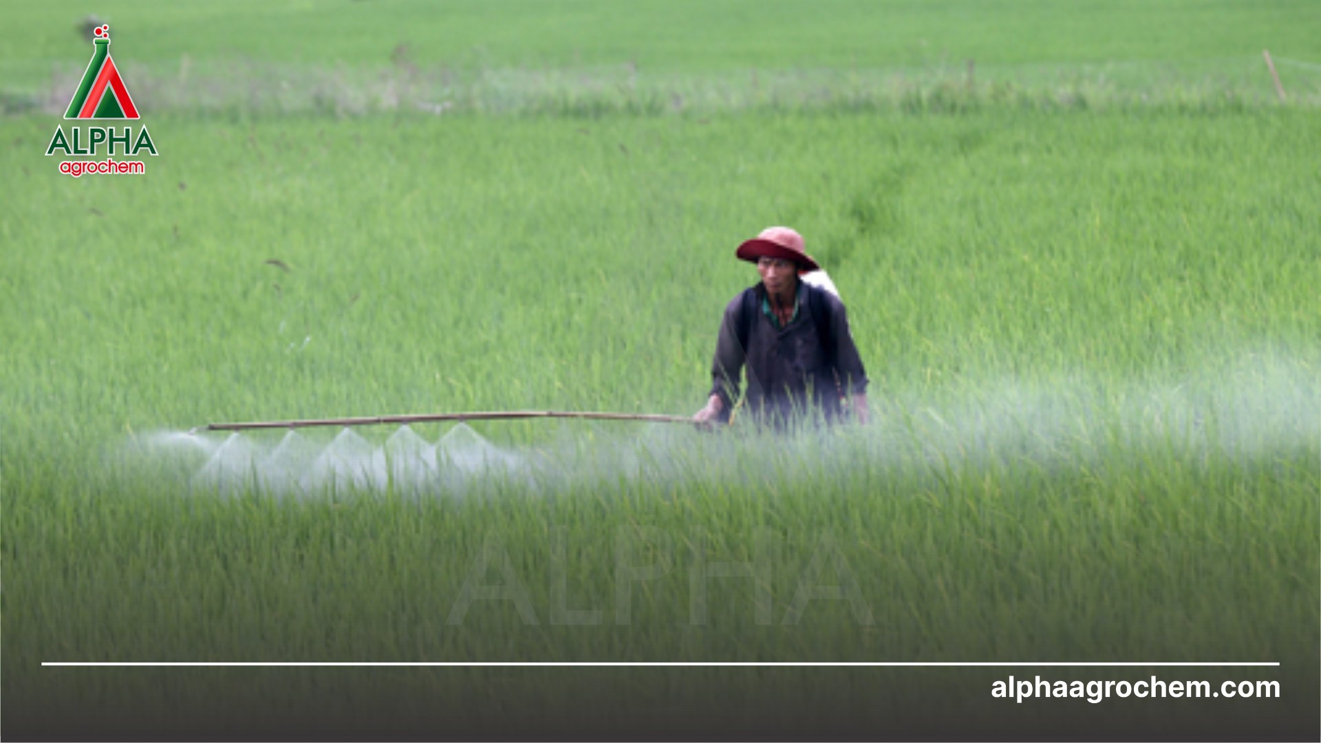 nông dân phun Thuốc trừ sâu JAVITIN 100WP
