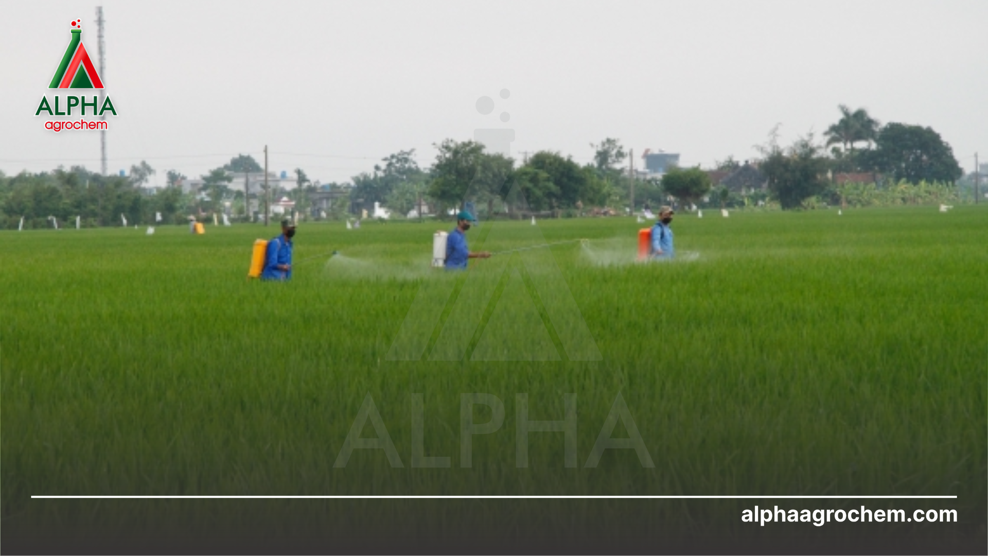 nông dân phun Thuốc trừ bệnh ATINTIN 400EC