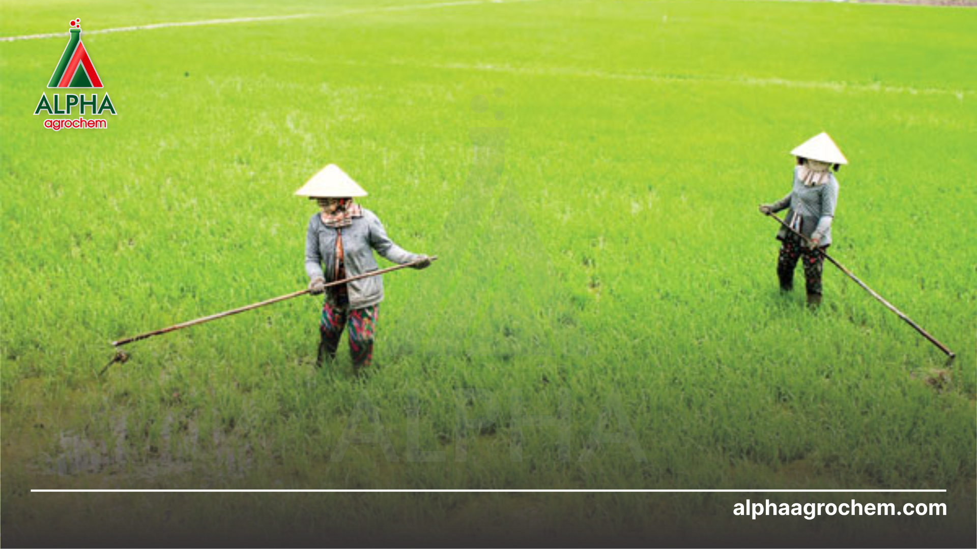 nông dân phun Thuốc trừ sâu RHOLAM SUPER 100WG