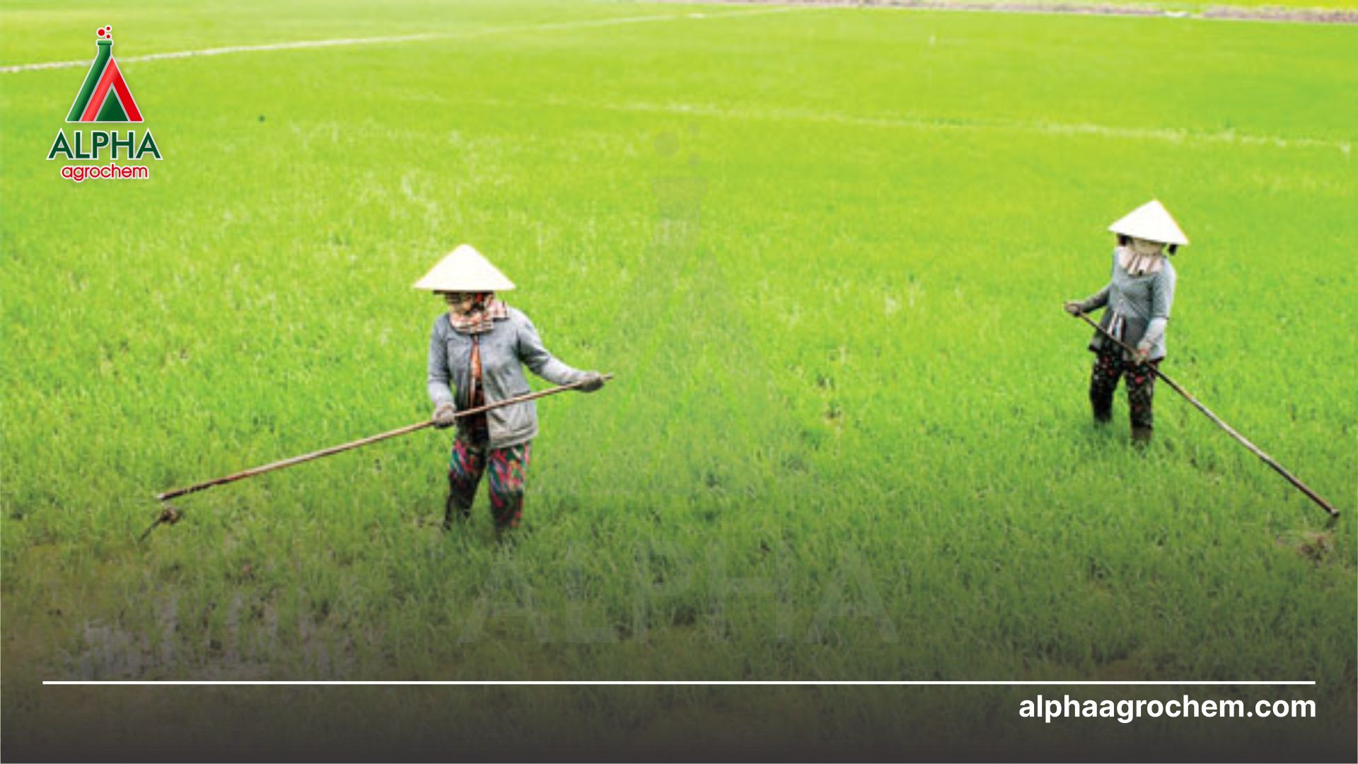 nông dân phun Thuốc trừ ốc OBV - Gold 720WP