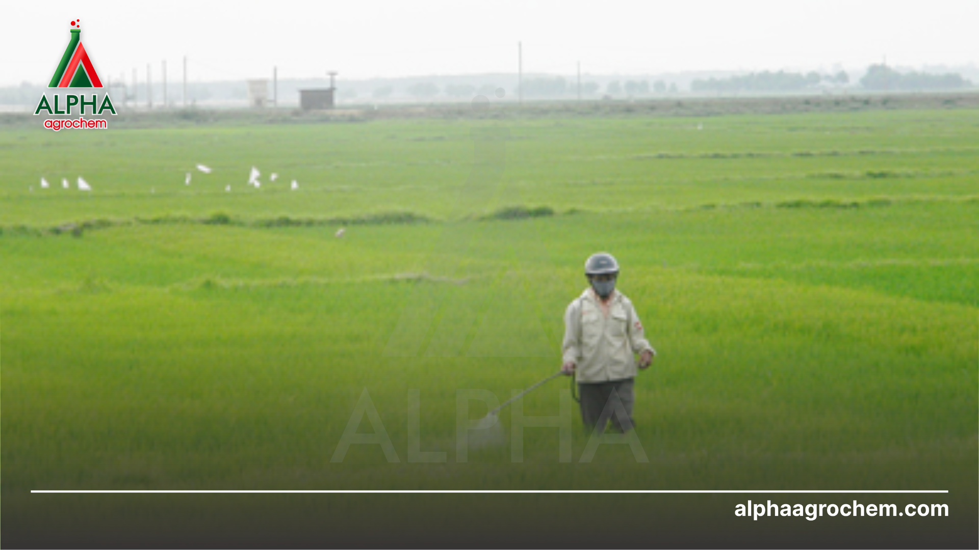 nông dân phun Thuốc trừ bệnh PROBICOL 200 WP