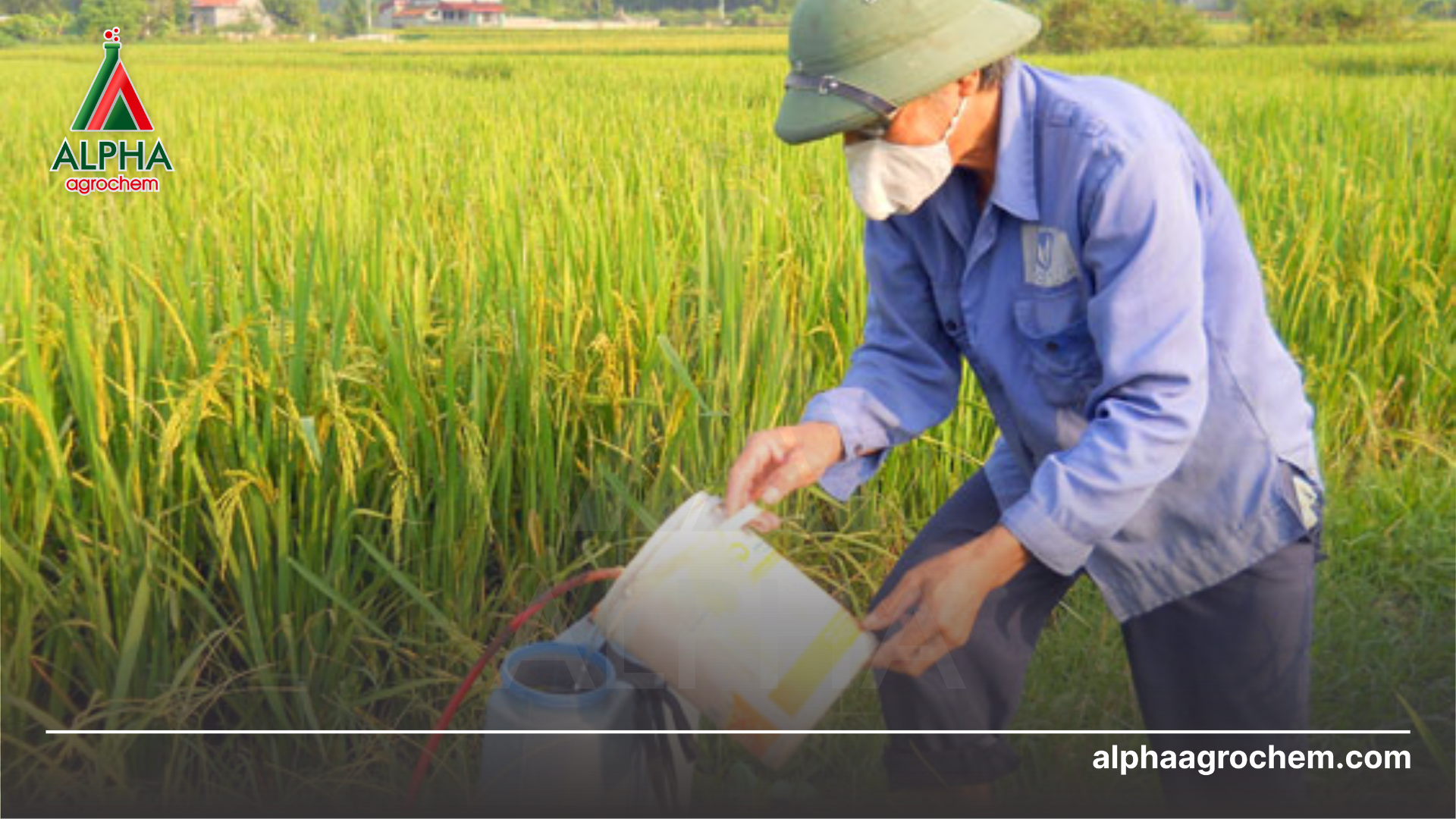 nông dân phun Thuốc trừ sâu JAVI MIN 20SL