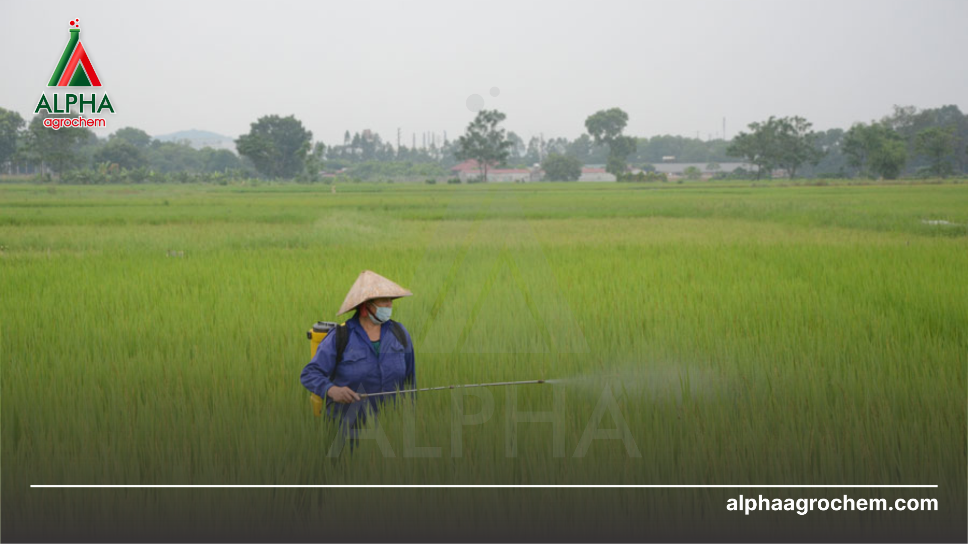 nông dân phun thuốc trừ bệnh GRAHITECH 2SL