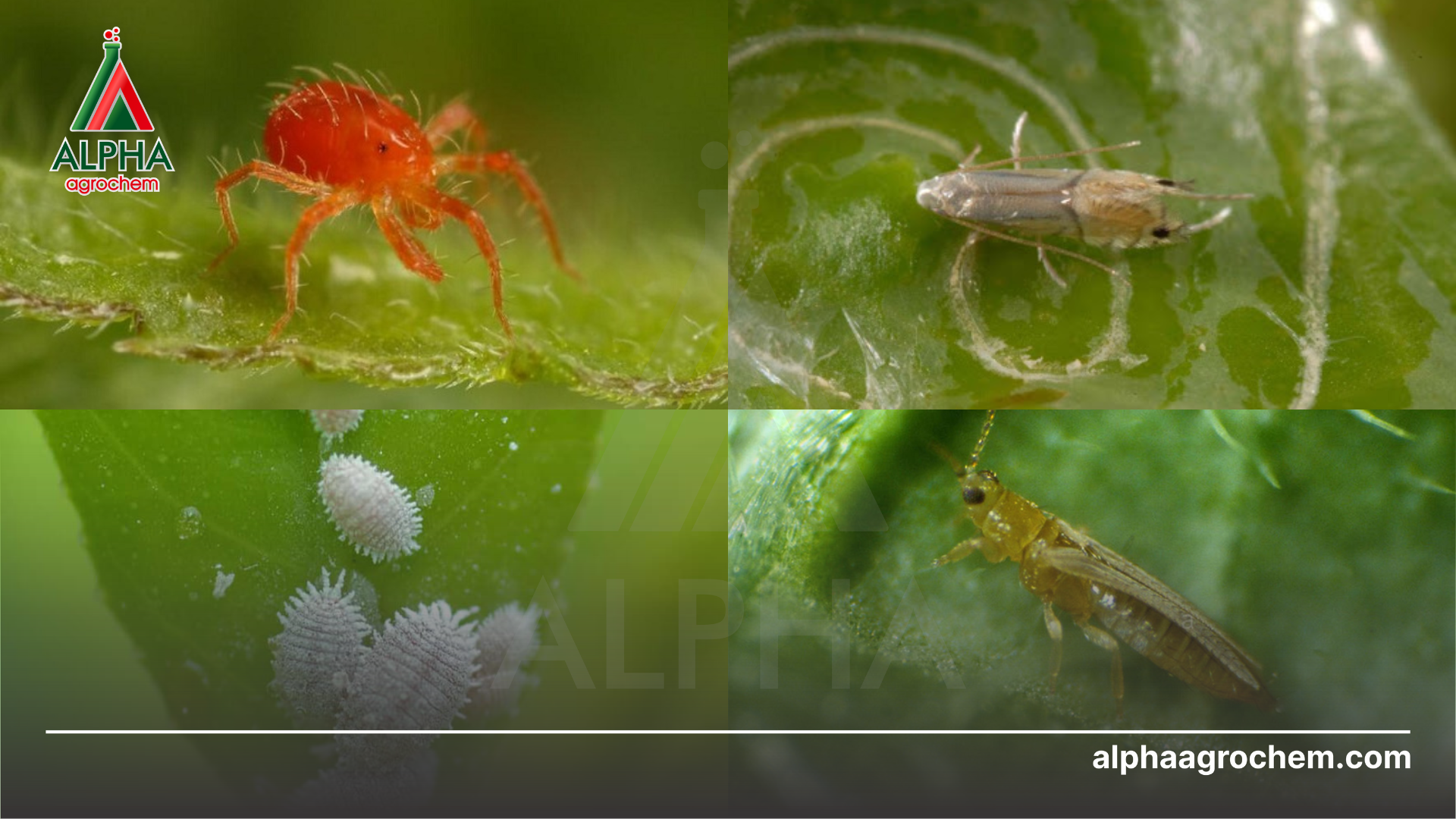 các loài sâu hại