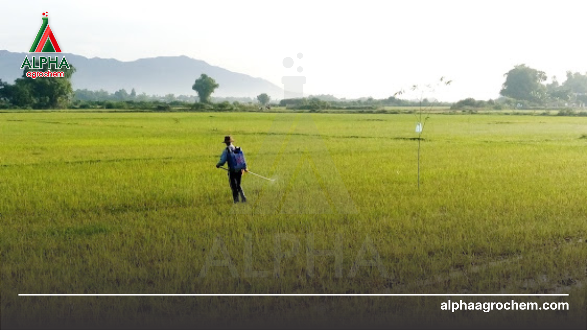 nông dân phun Thuốc trừ sâu SANEDAN 95 WP