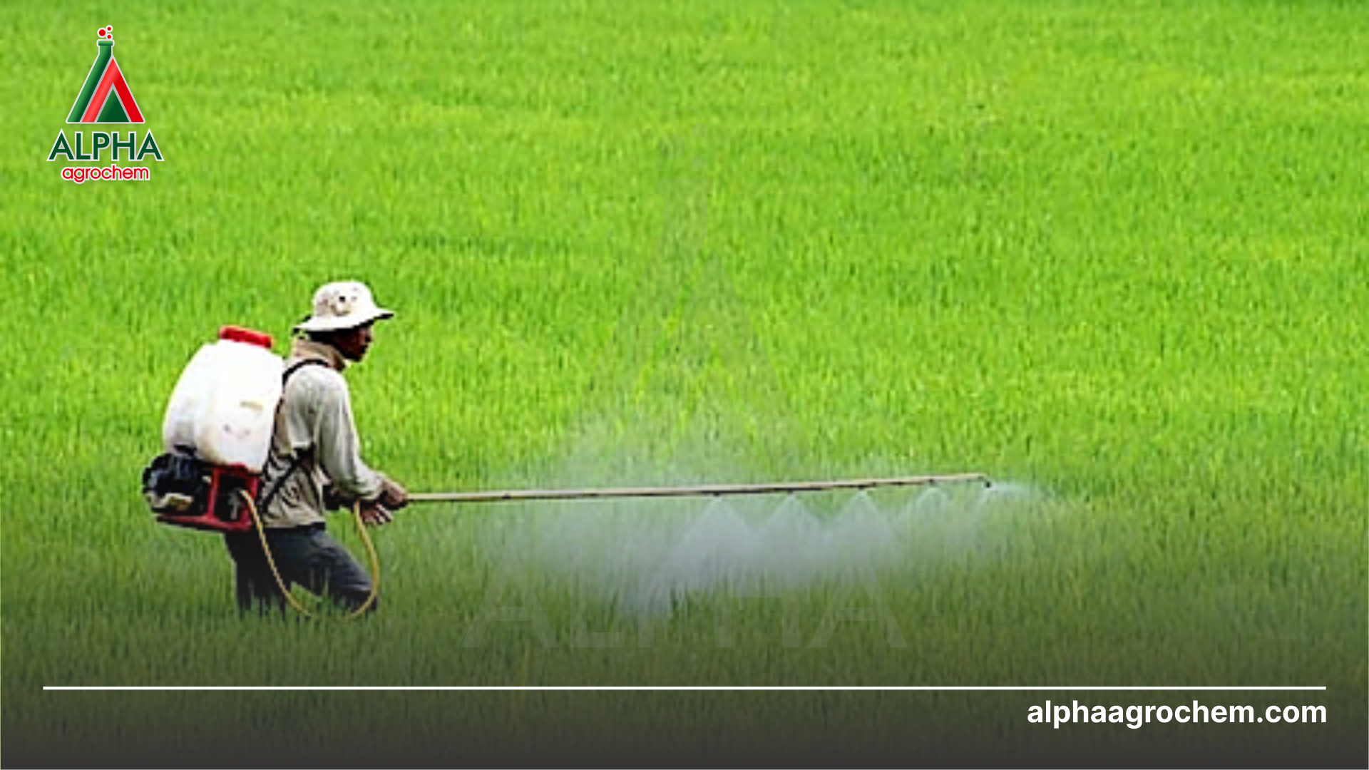 nông dân phun Thuốc trừ sâu KOIMIRE 24.5EC