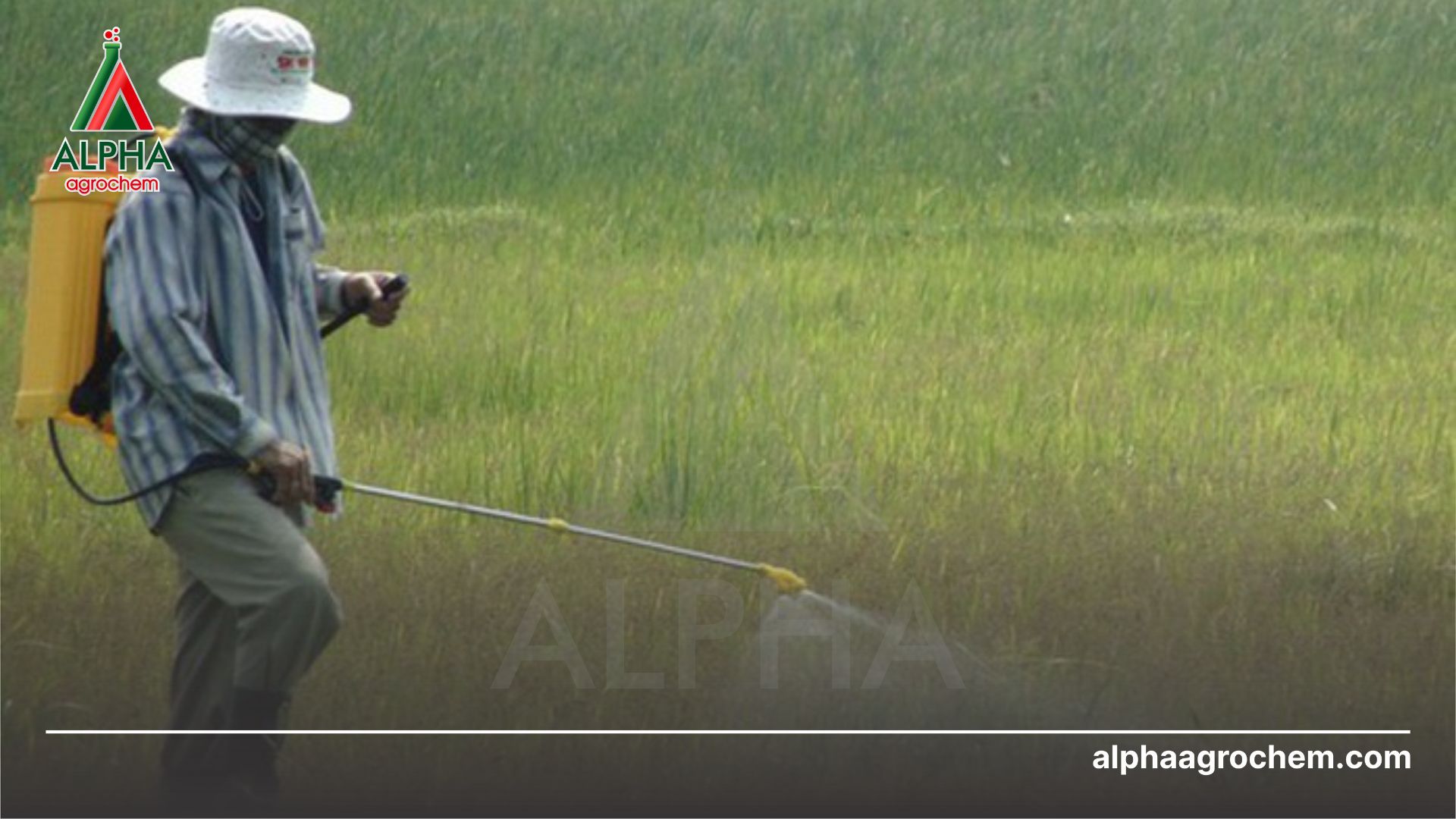 nông dân phun Thuốc trừ ốc LAOBV - 750WP