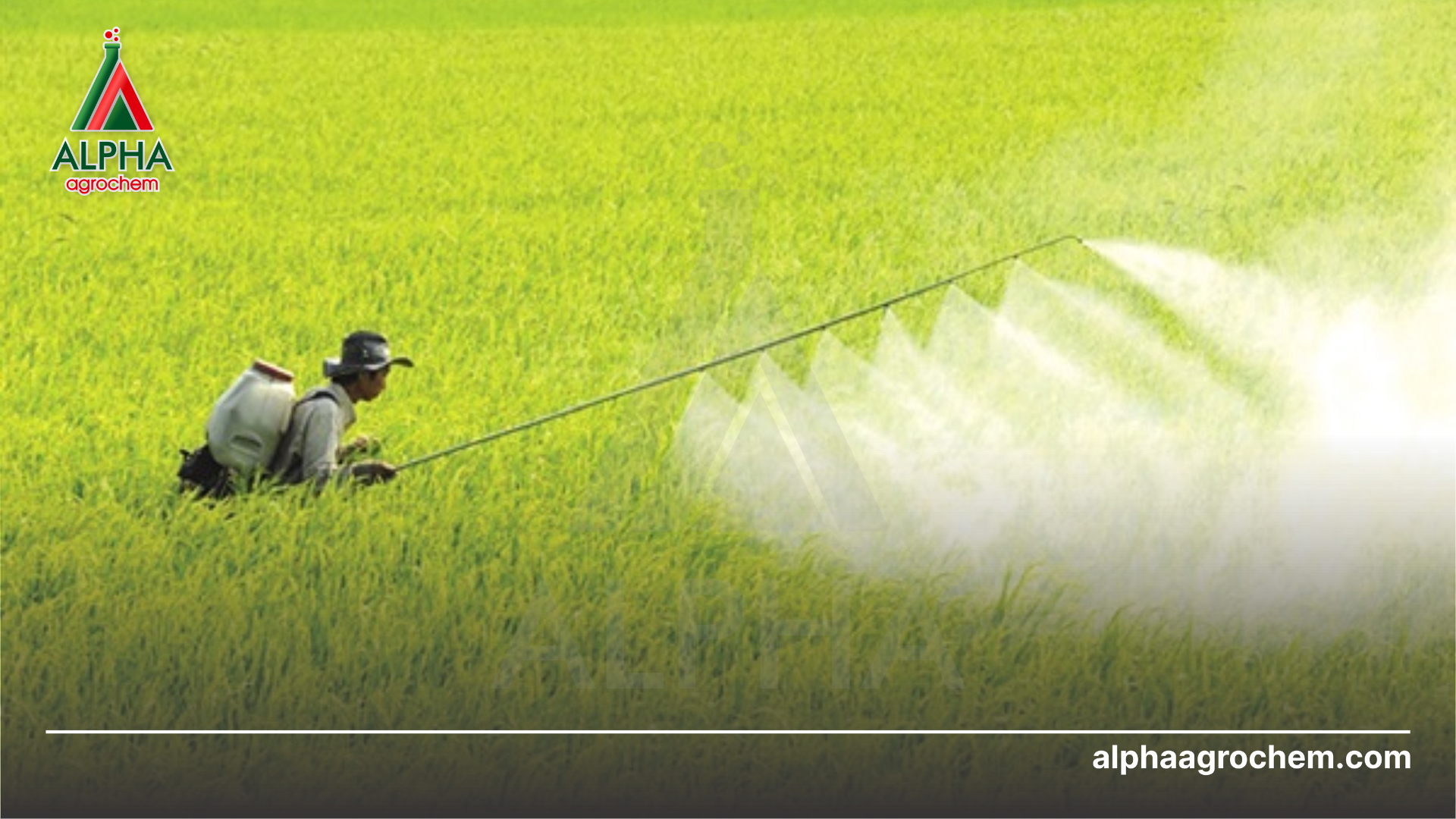 nông dân phun Thuốc trừ sâu APOLO 25WP