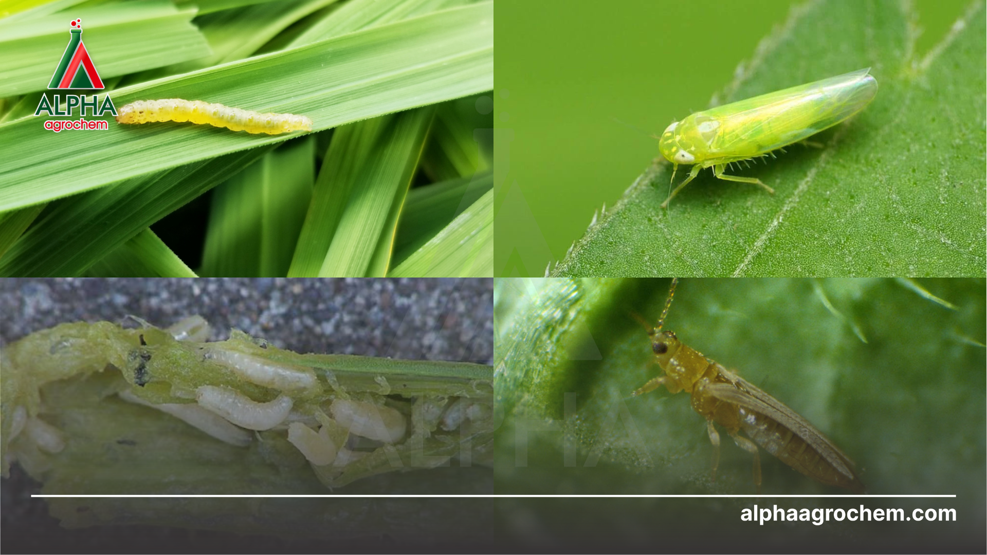 sâu hại cây trồng