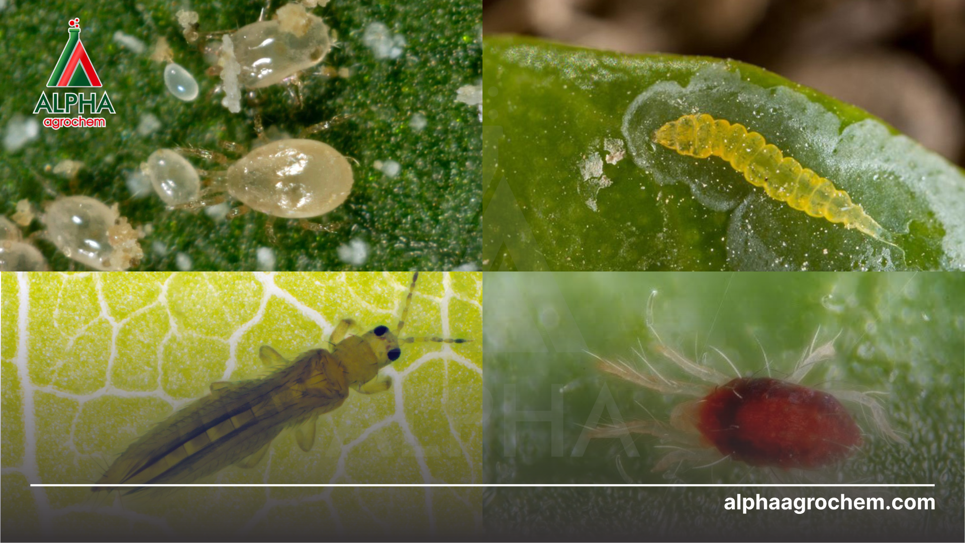 các loài sâu hại