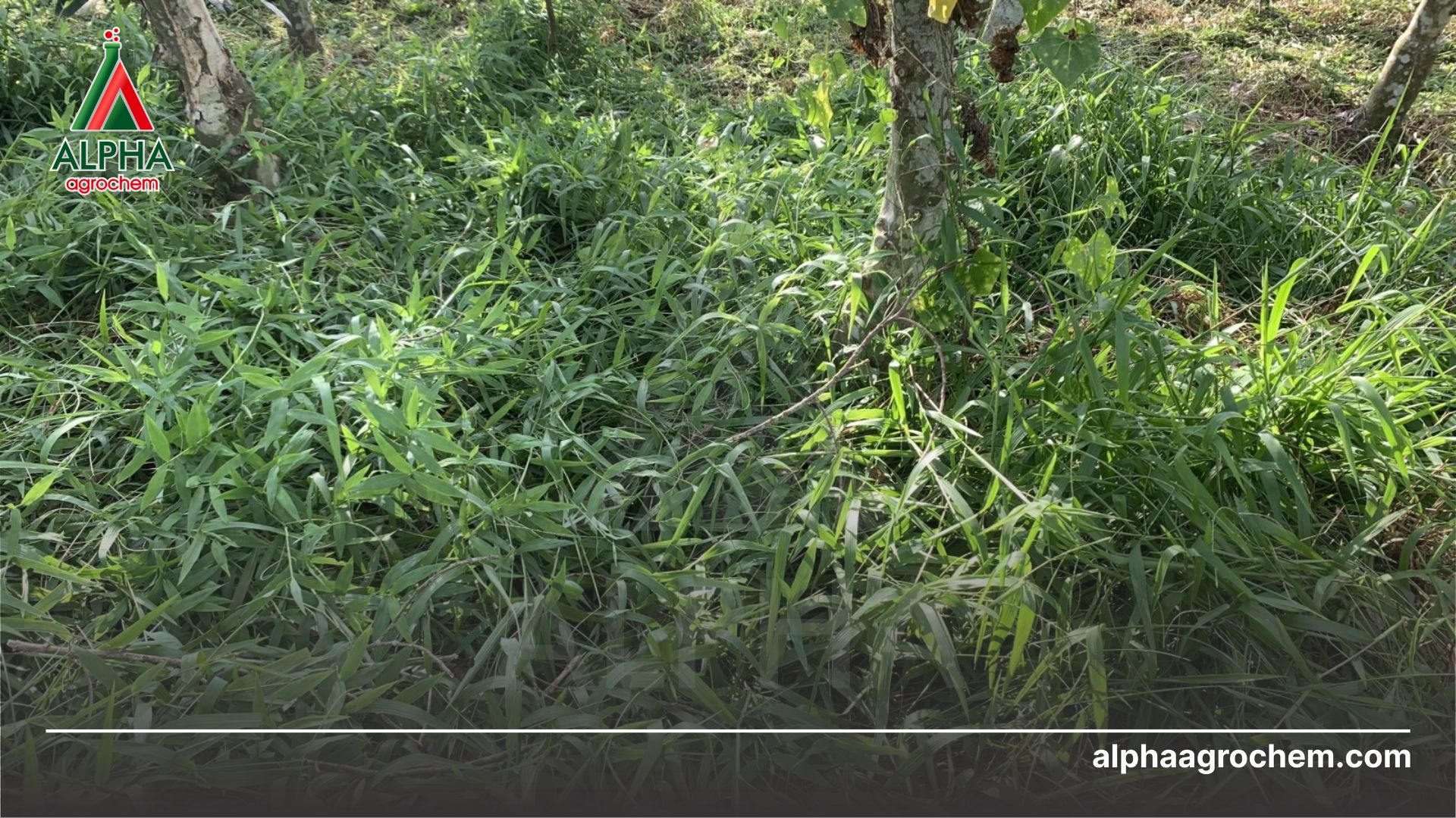 cỏ hại cây trồng