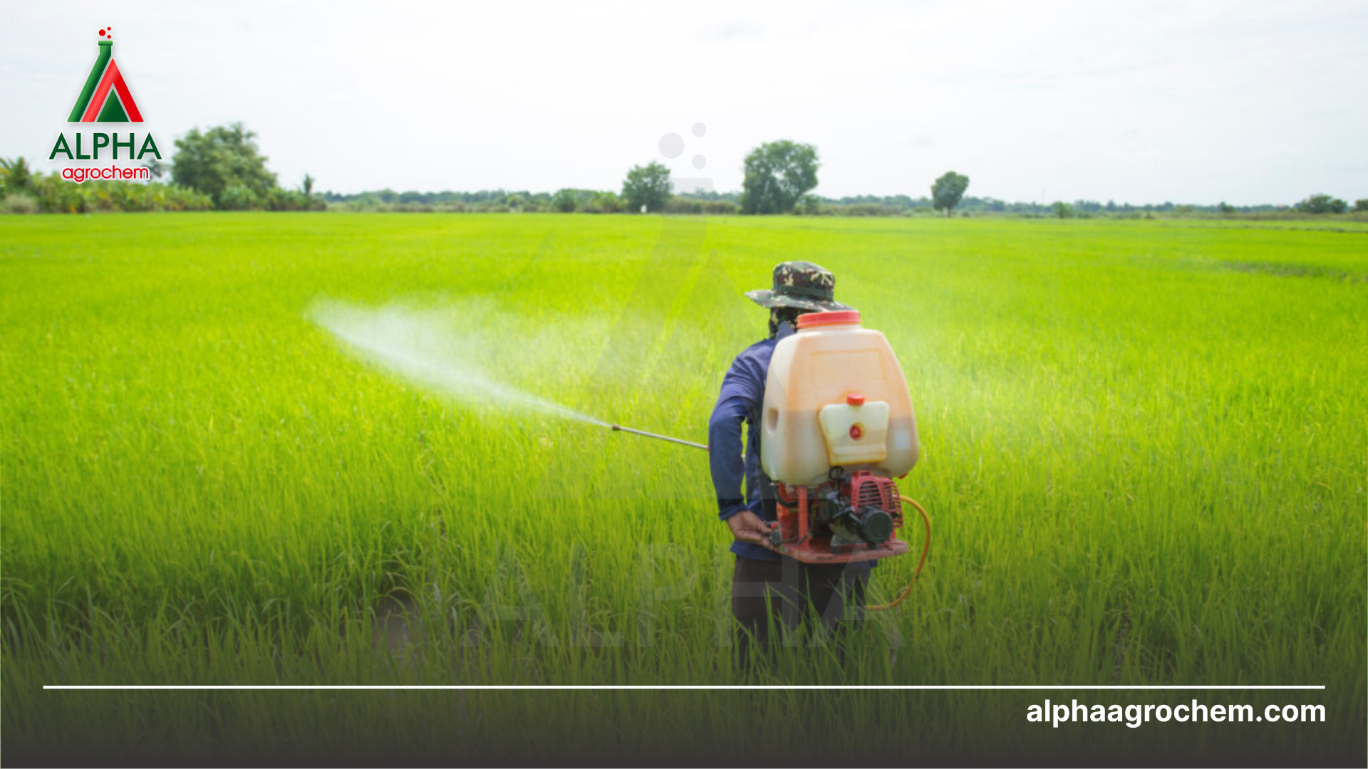 nông dân phun Thuốc trừ bệnh FOTHANE 80WP