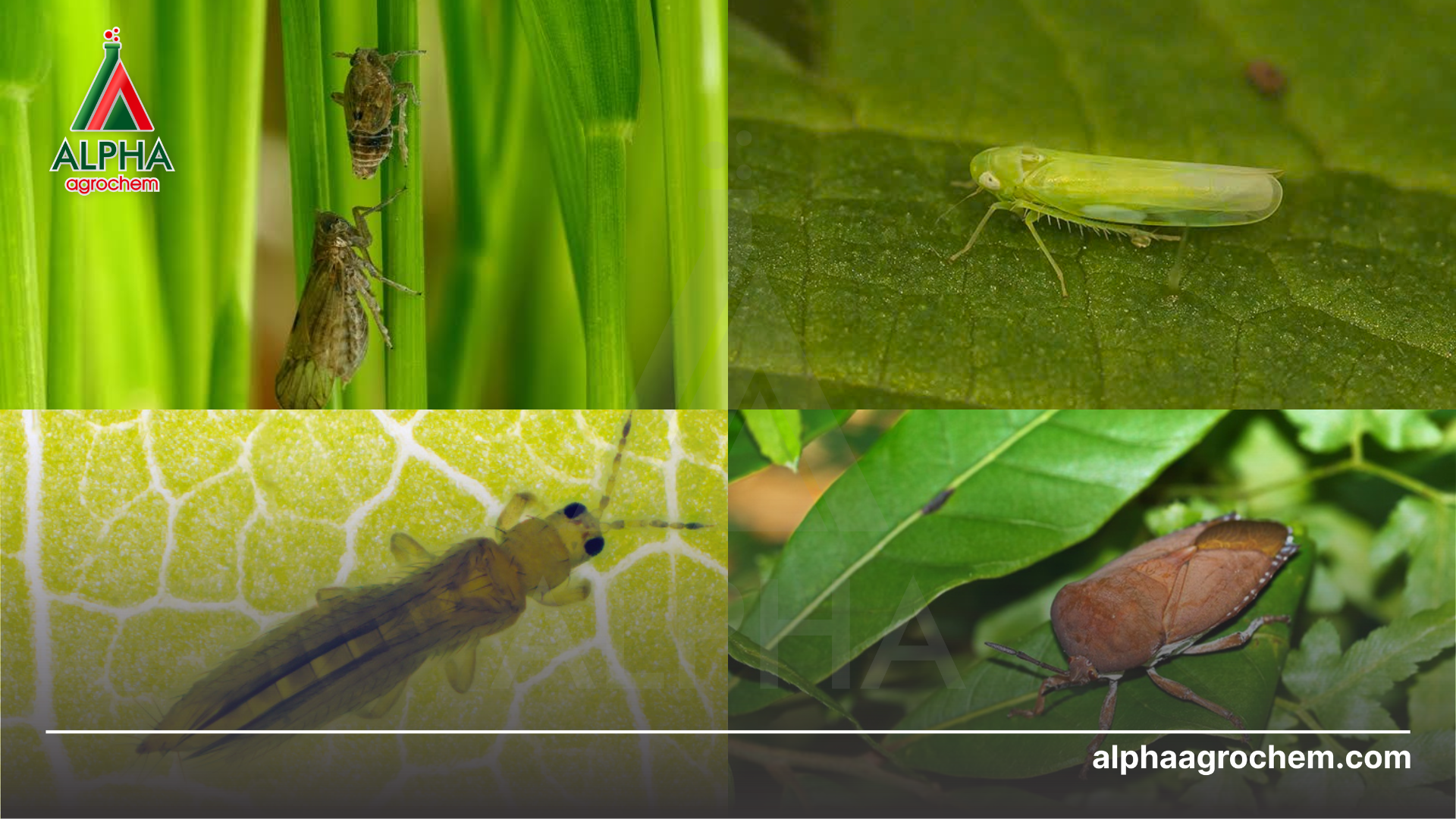 các loài sâu hại