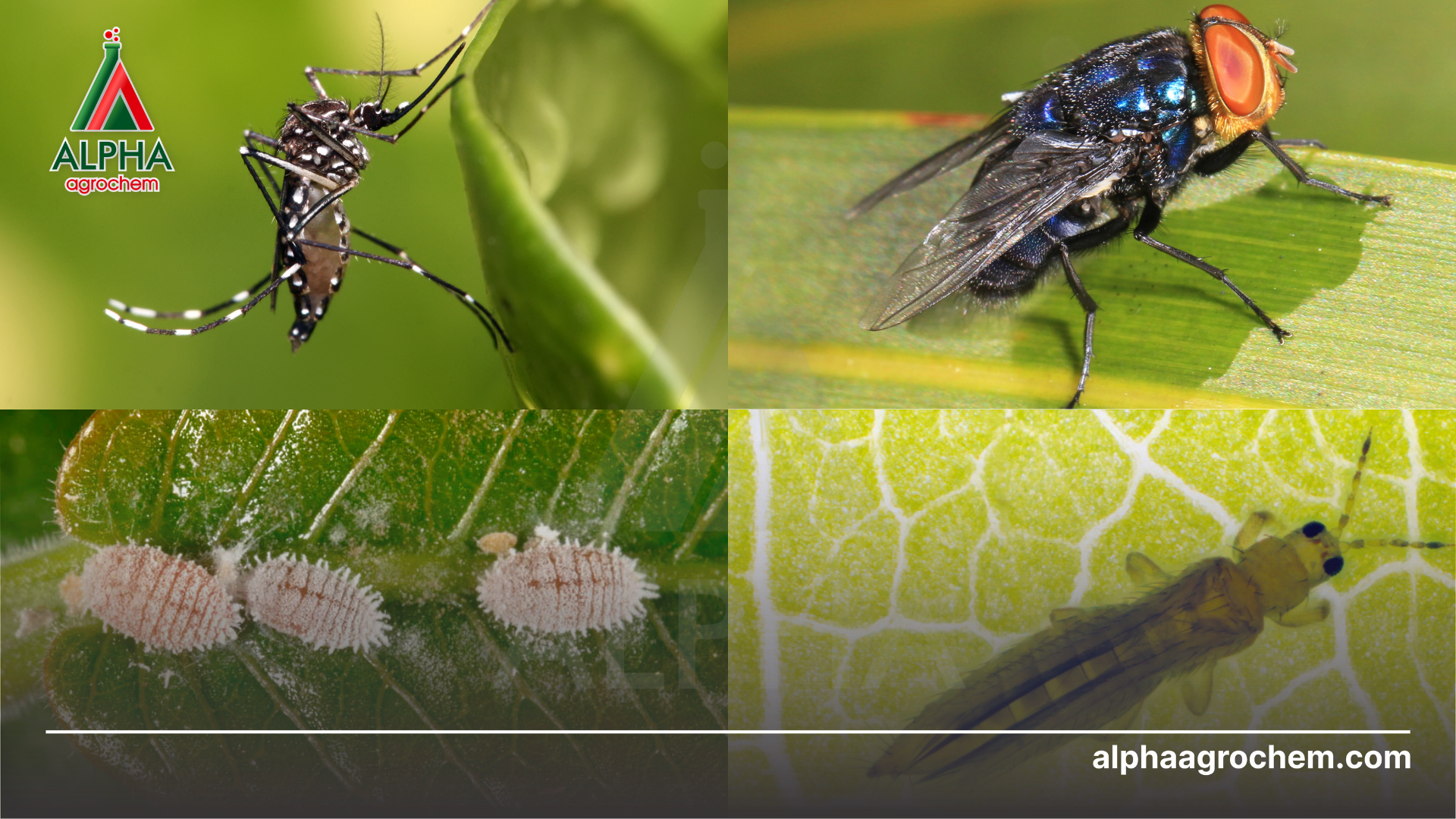 các loài côn trùng khác nhau 