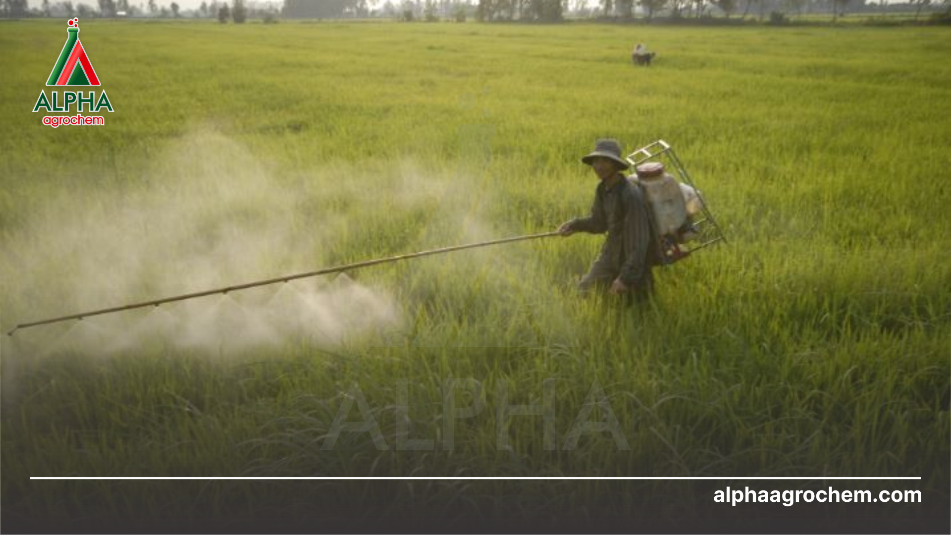 nông dân phun Thuốc trừ sâu BILLADEN 50EC