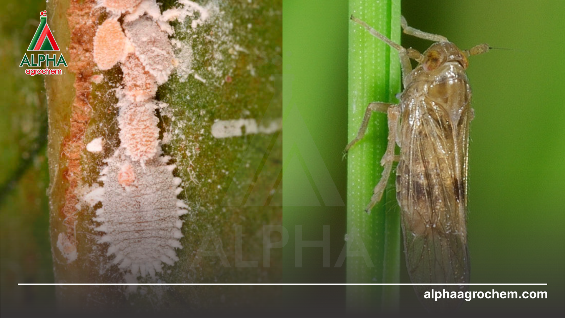 rầy nâu và rệp sáp hại cây 