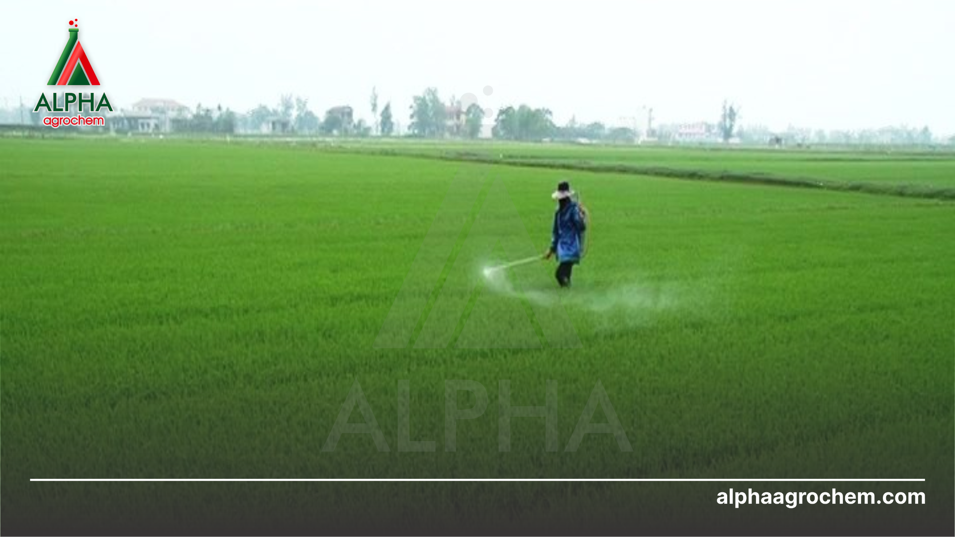 nông dân phun Thuốc trừ sâu FASTER 150OD