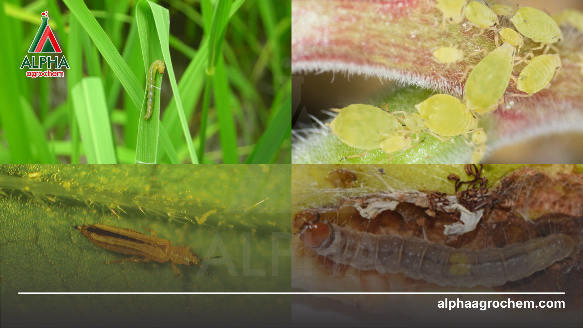 các loài sâu hại cây trồng