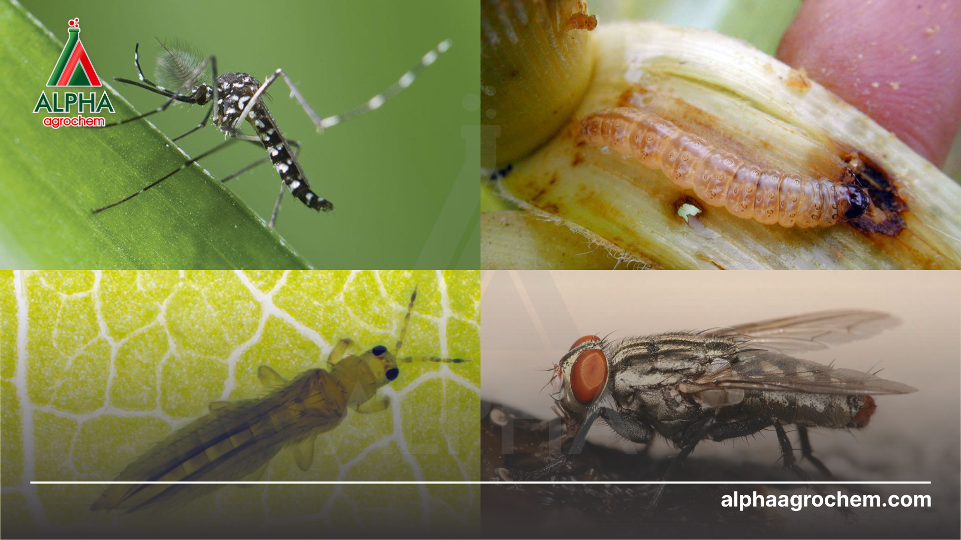 các loài côn trùng khác nhau 