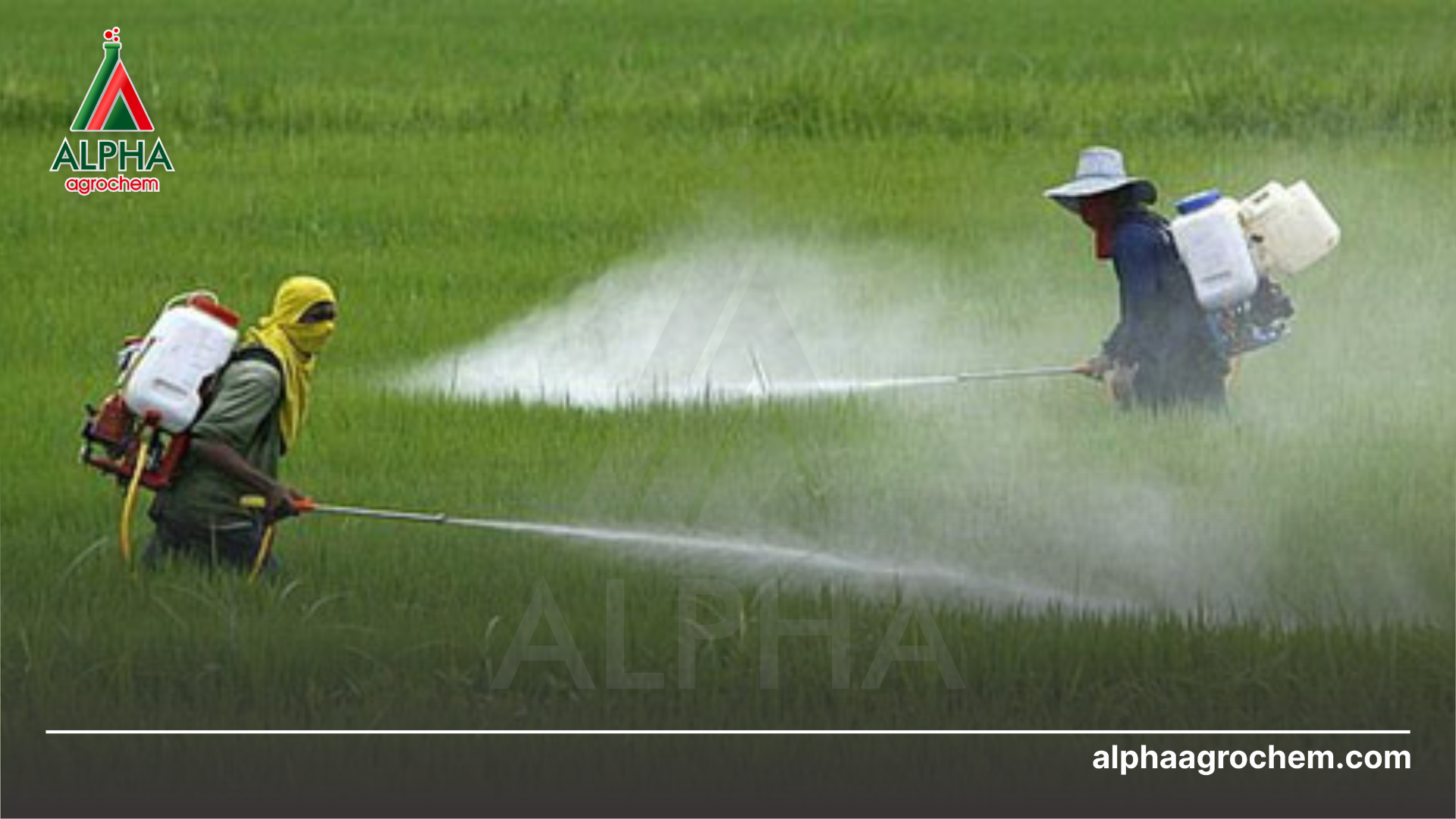 nông dân phun Thuốc trừ sâu SAFRICE 20WP