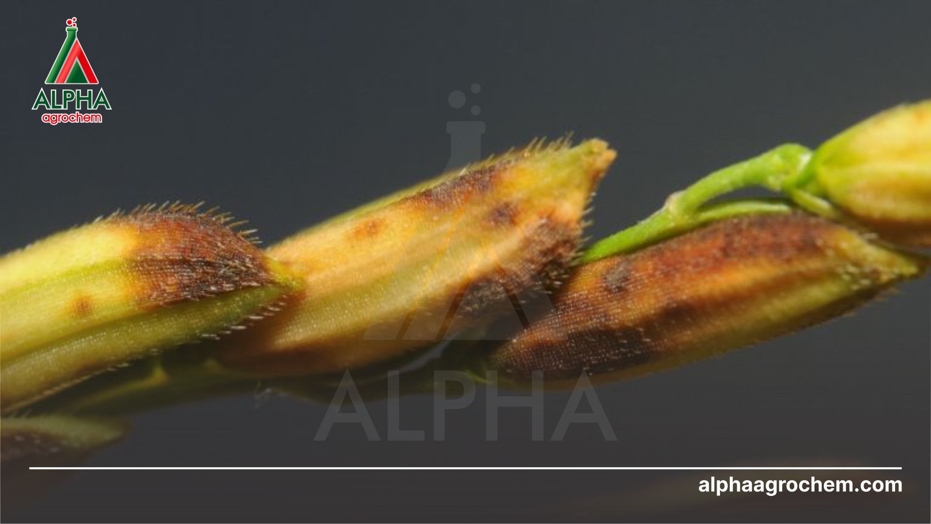 bệnh lem lép hạt lúa