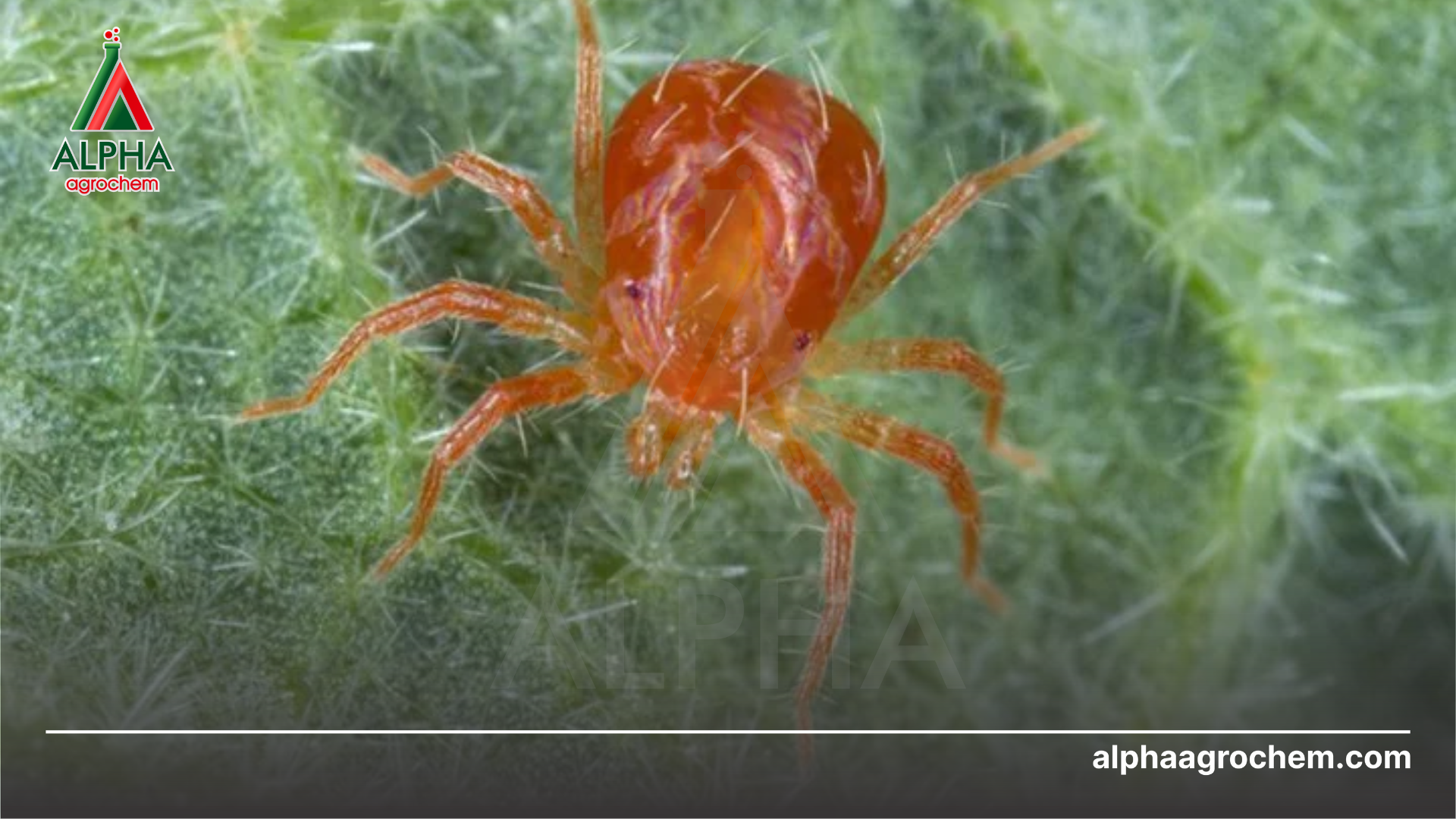 nhện đỏ hại cây 