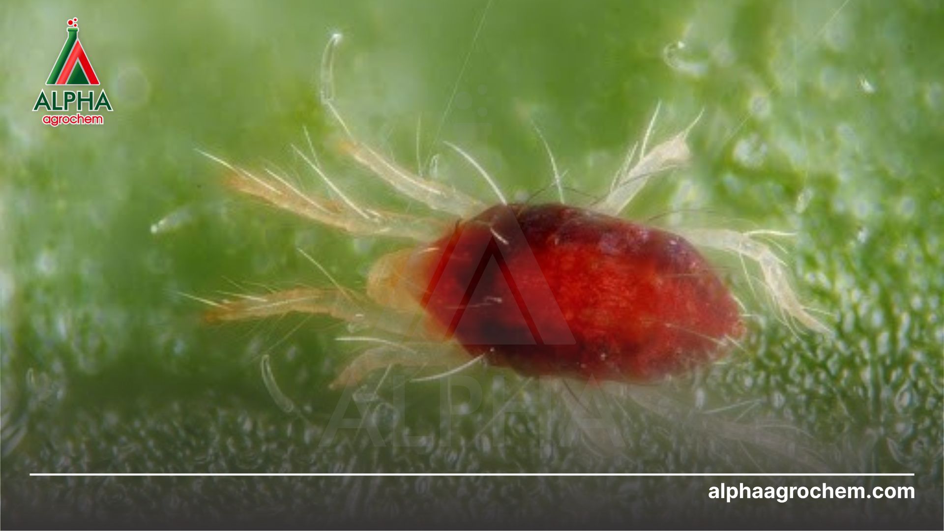 nhện đỏ hại cây