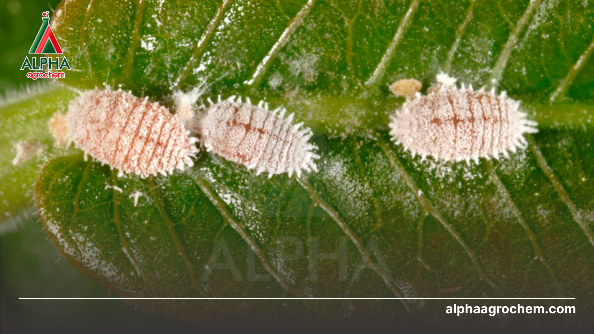 rệp sáp hại cây