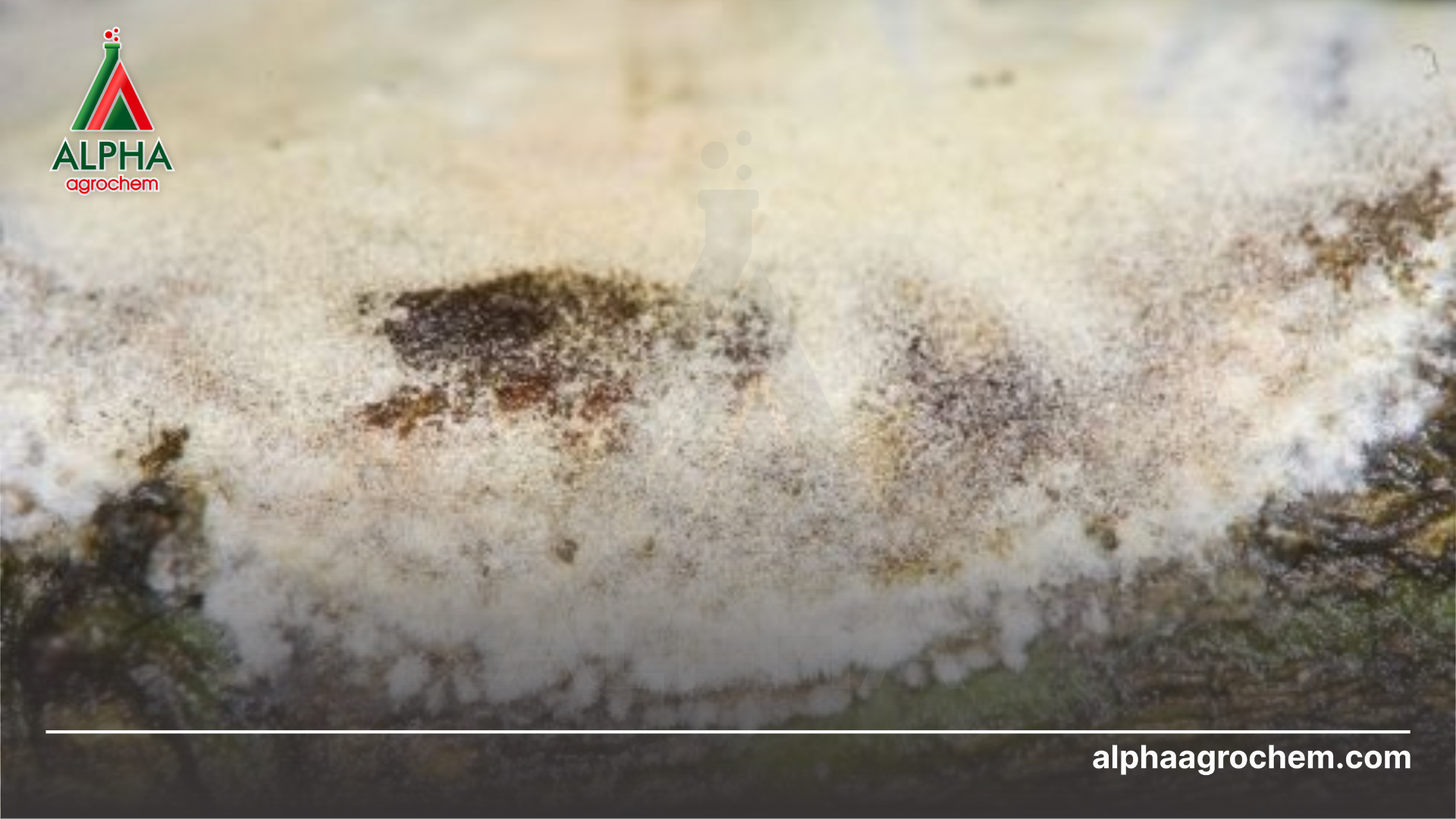 triệu chứng bệnh nấm hồng