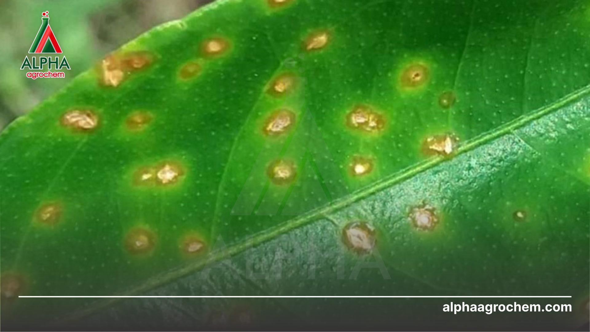 triệu chứng trên lá 