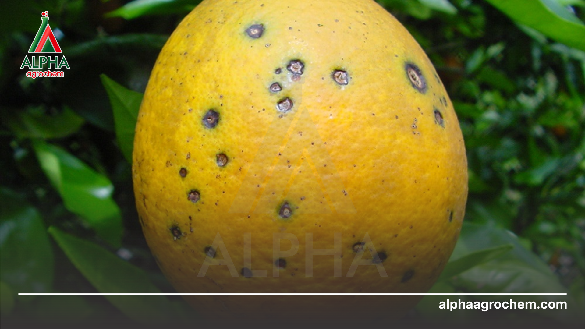 đốm đen trên cây có múi