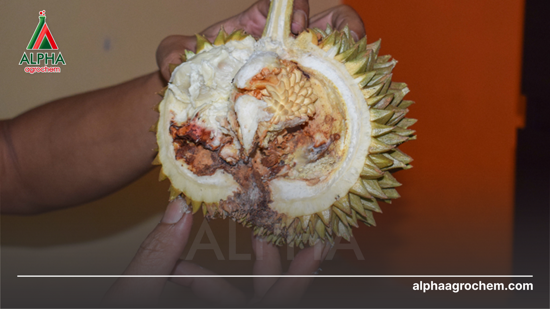 bệnh thối trái sẩu riêng 