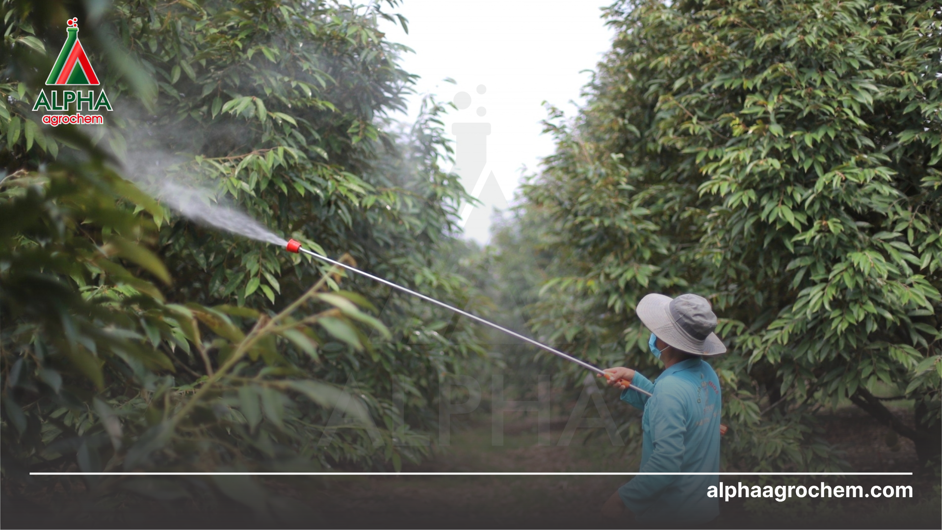 nông dân phun thuốc trừ bệnh 