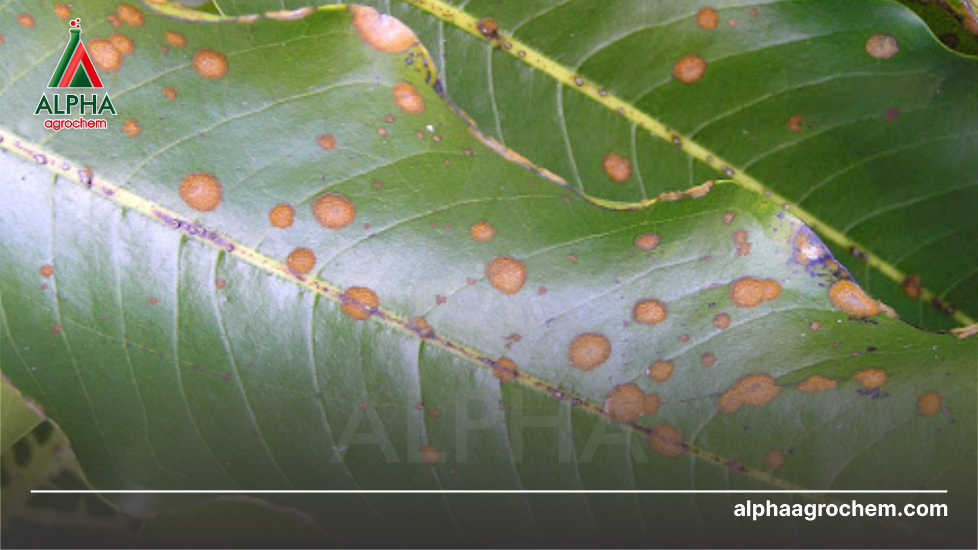 bệnh nấm hồng trên cây xoài