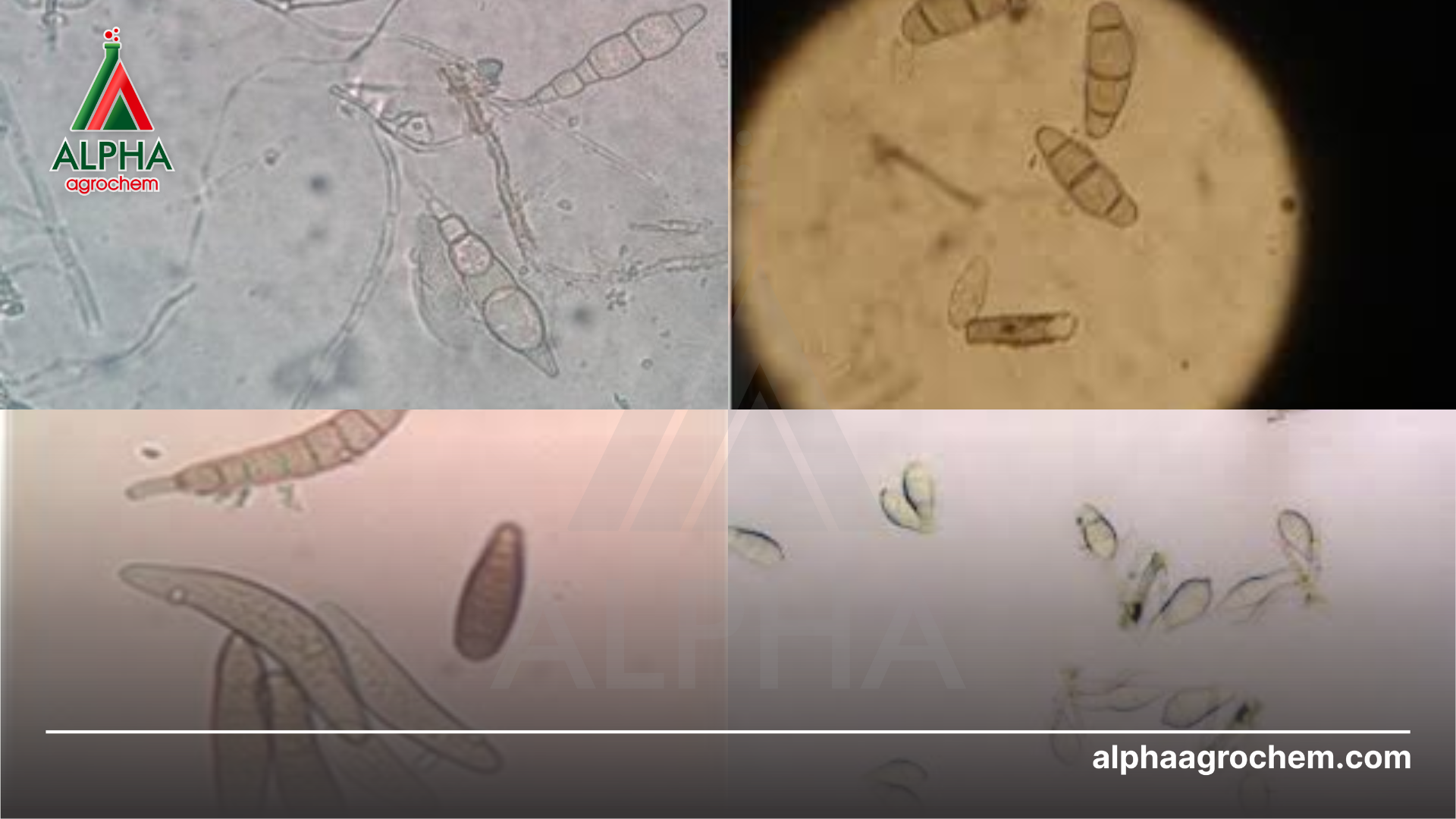 nấm bệnh gây hại 