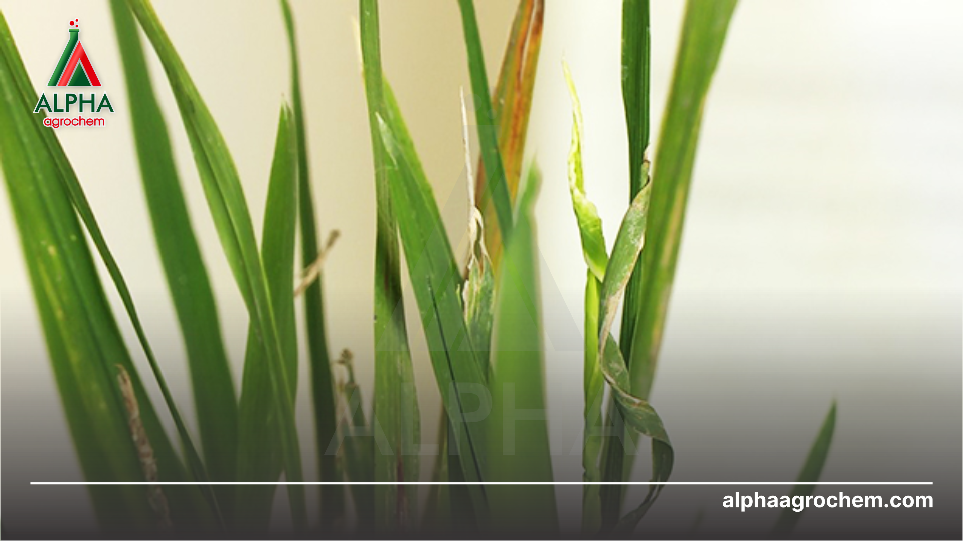 bệnh lùn xoắn lá 