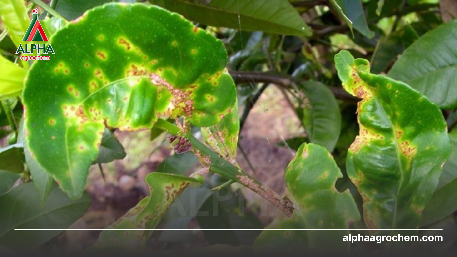 triệu chứng trên cành 