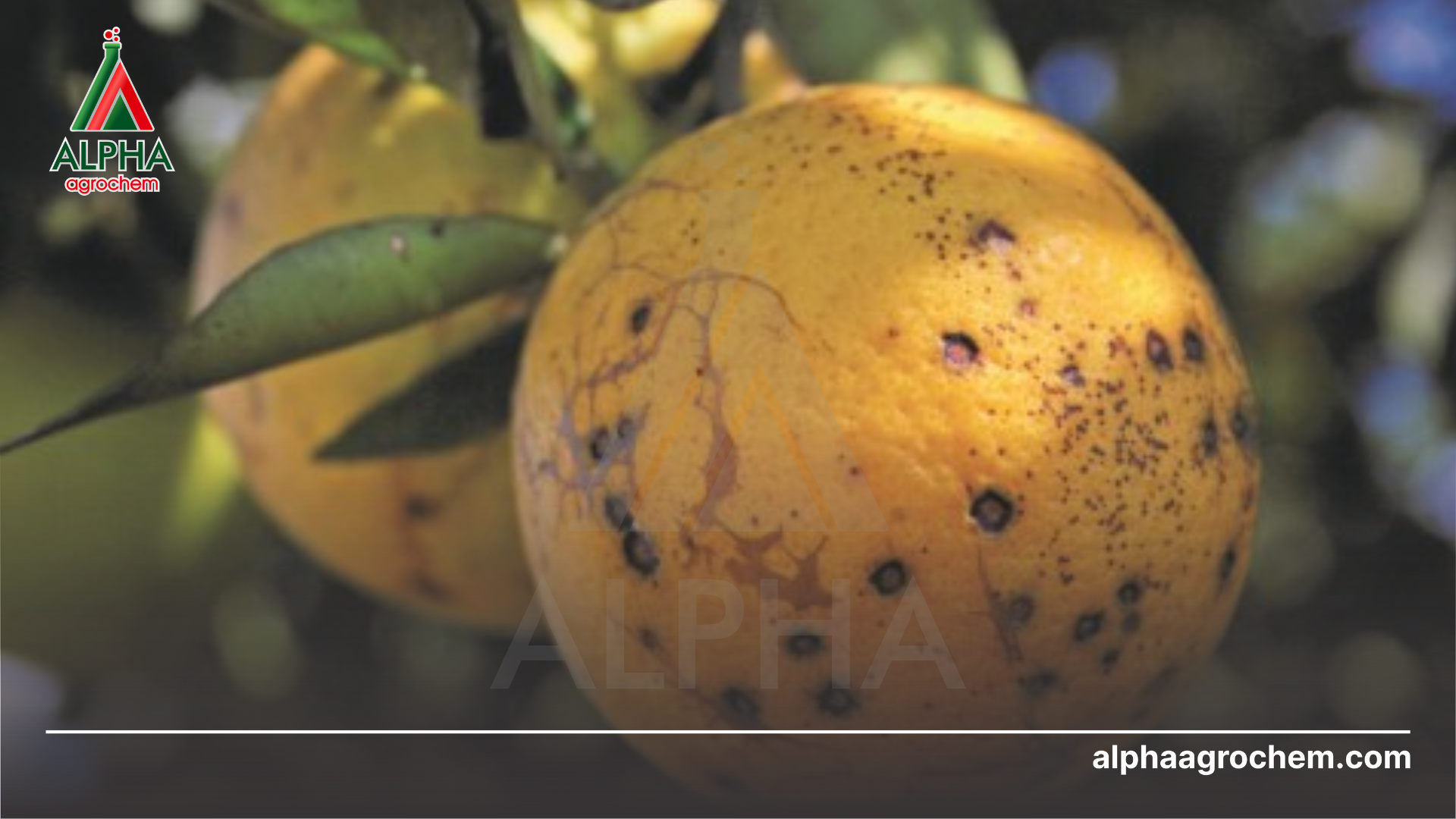 triệu chứng trên quả