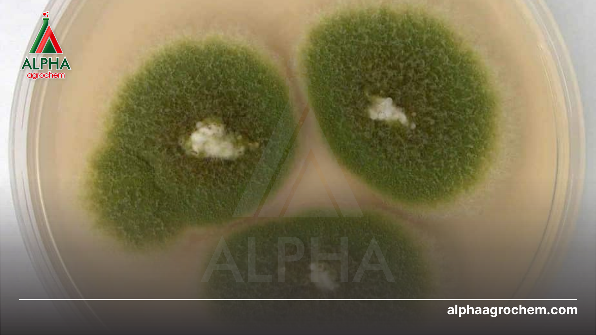 Nấm Corticium salmonicolor