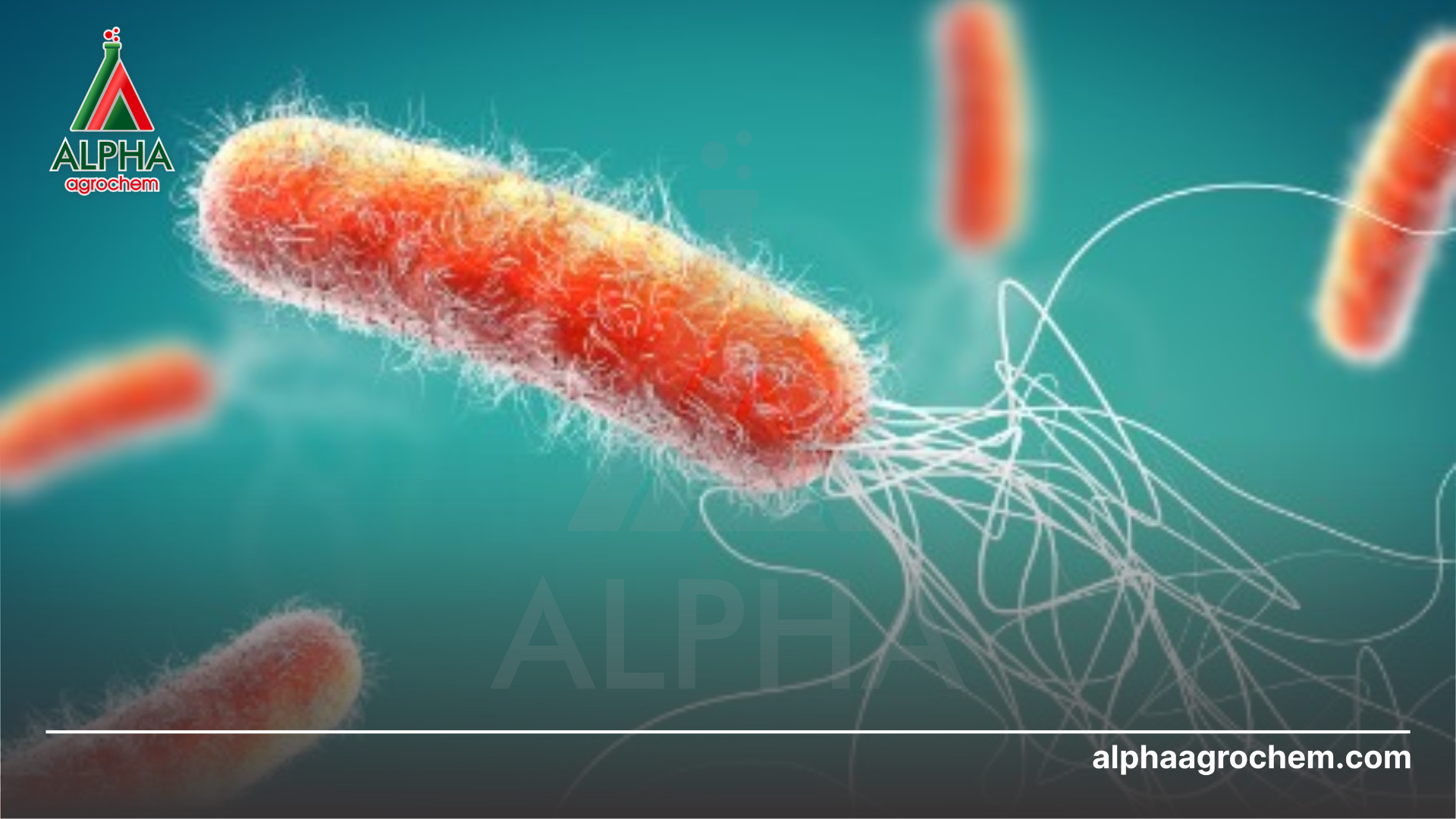 vi khuẩn gây hại