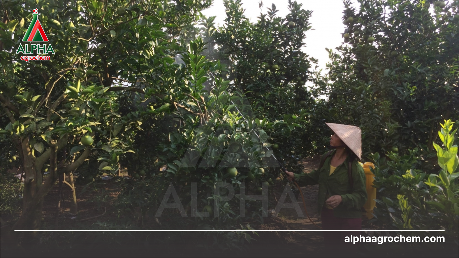 nông dân phun thuốc trừ bệnh ghẻ sẹo 