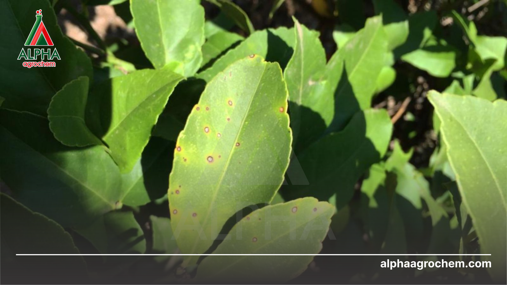 triệu chứng trên lá