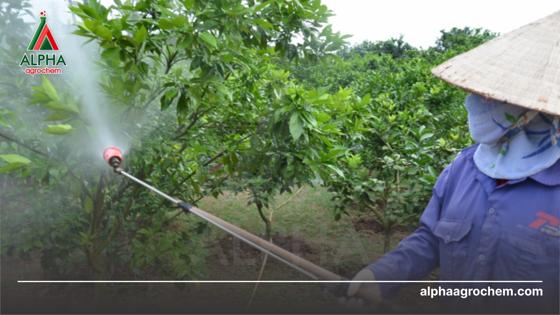 nông dân phun thuốc trừ bệnh đốm đen